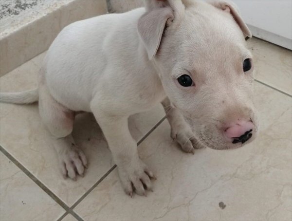 a Muğla'da kaza yapan hırsızlar yakalandı