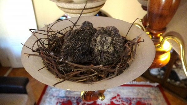 Bursa'da bir kumru, yavrulamak için evin avizesini seçti