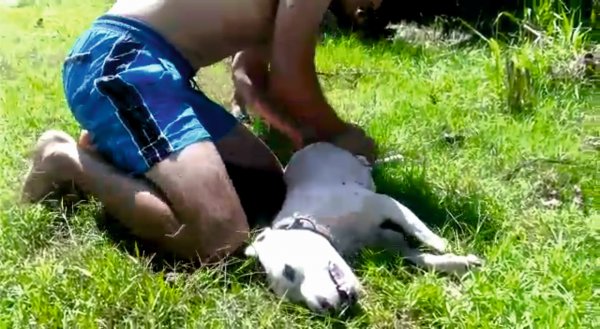 i Osmaniye'de akarsuda boğulan köpek kurtarılamadı