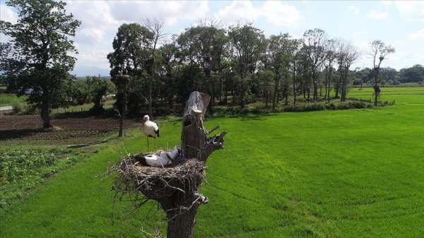a Arazisini leyleklere yuva yaptı