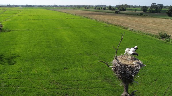a Arazisini leyleklere yuva yaptı