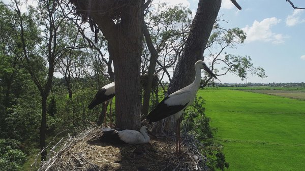 a Arazisini leyleklere yuva yaptı