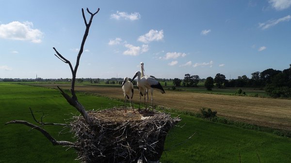 a Arazisini leyleklere yuva yaptı