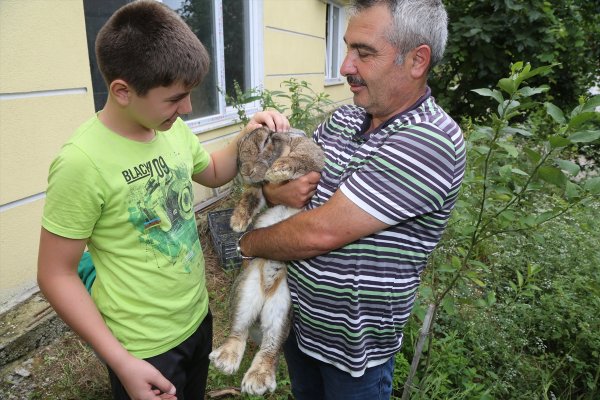 a Ordu'da dev tavşan ilgi odağı oldu