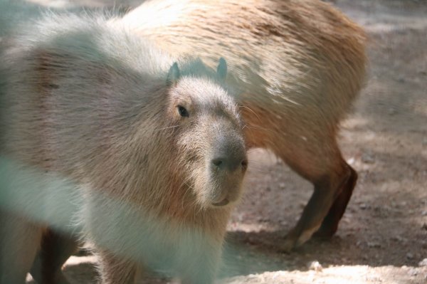 i Dünyanın en iri kemirgeni ilgi odağı oldu