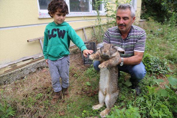 a Ordu'da dev tavşan ilgi odağı oldu