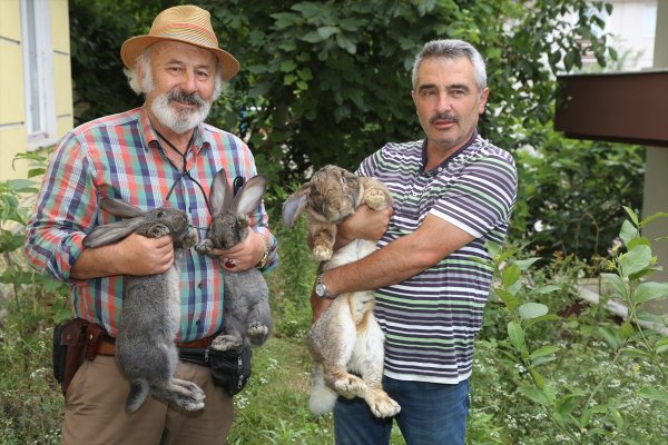 a Ordu'da dev tavşan ilgi odağı oldu