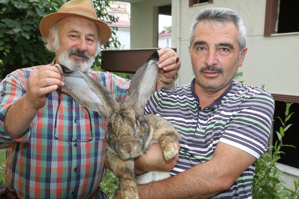 a Ordu'da dev tavşan ilgi odağı oldu