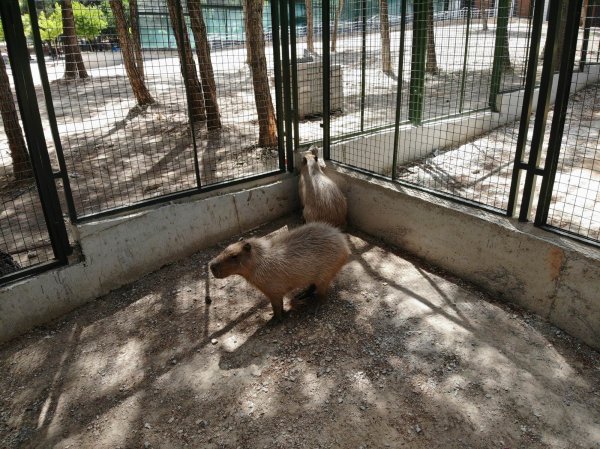 i Dünyanın en iri kemirgeni ilgi odağı oldu