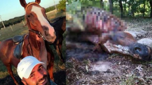 Tekirdağ'da kaybolan at parçalanmış bir şekilde bulundu