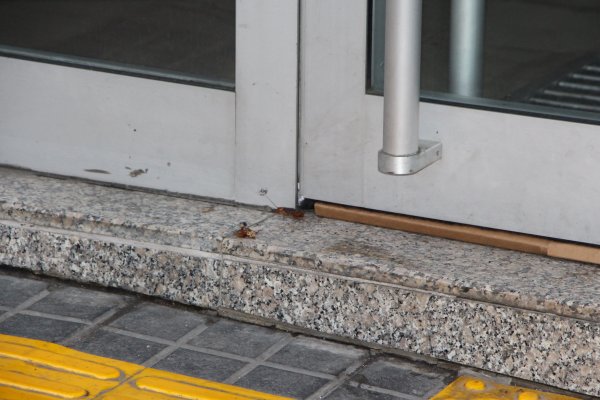 Trabzon’da caddeyi saran kakalaklar ilaçlandı