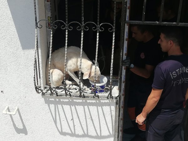 i Pencere parmaklıklarına sıkışan köpek kurtarıldı