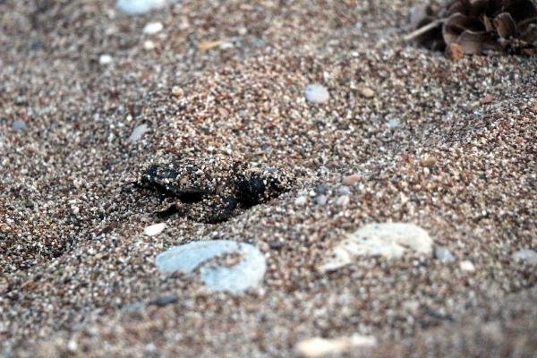 Antalya'da caretta carettaların zorlu yolculuğu başladı