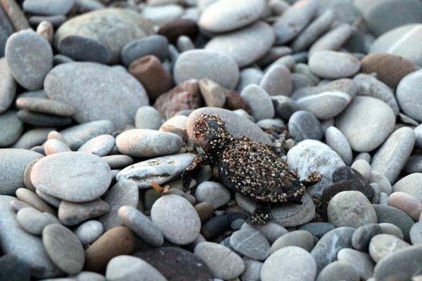 Antalya'da caretta carettaların zorlu yolculuğu başladı