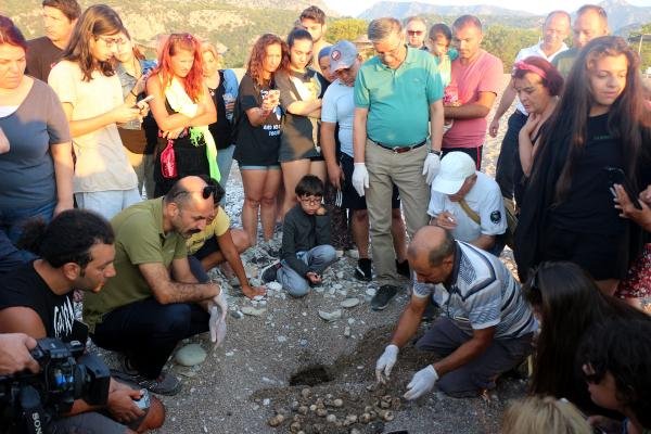 Antalya'da caretta carettaların zorlu yolculuğu başladı