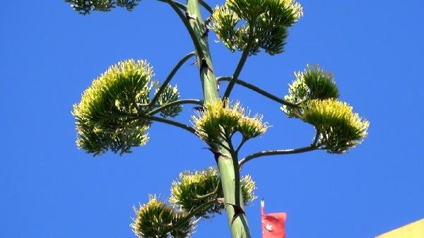 UNESCO listesinde bulunan Agave, Silivri'de açtı