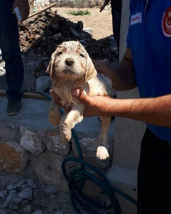 i İzmir'de kanalizasyon borusuna sıkışan köpek kurtarıldı