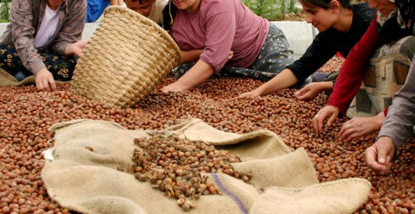 Kabuklu fındık için taban fiyat belli oldu