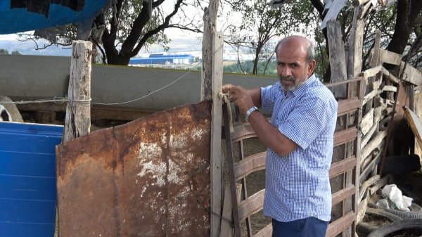 Kırıkkale'de hırsızlar 40 kurbanlık koç çaldı