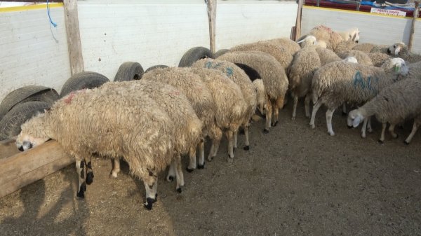 Kırıkkale'de hırsızlar 40 kurbanlık koç çaldı