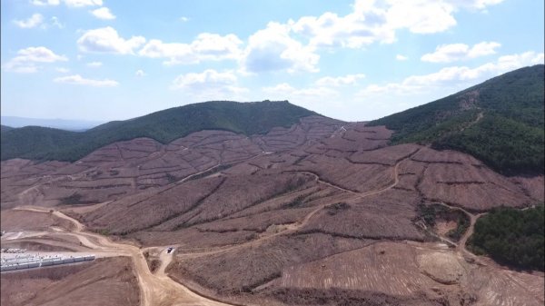 Kaz Dağları'ndaki altın madeni için yapılan ağaç katliamı