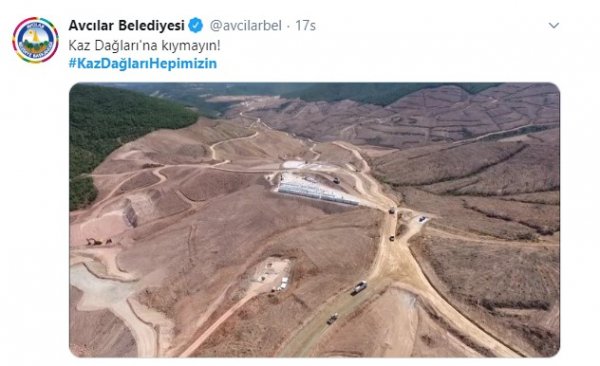 Kaz Dağları'ndaki altın madeni için yapılan ağaç katliamı