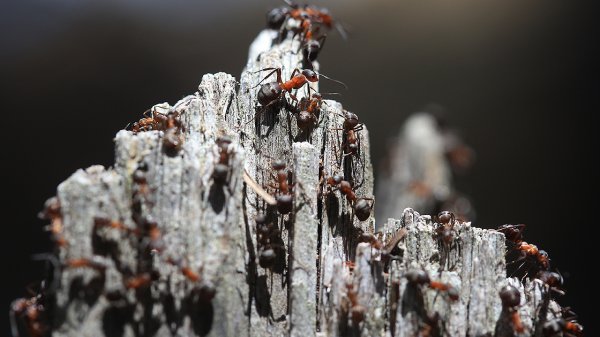 Kırmızı karıncalar ormanların gönüllü koruyucusu oldu