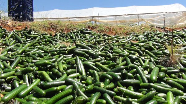 Satılmayan salatalıklar çöpe gitti