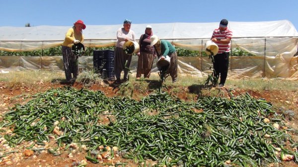 Satılmayan salatalıklar çöpe gitti