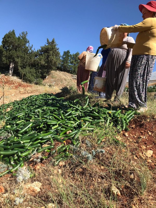 Satılmayan salatalıklar çöpe gitti