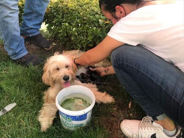 a Doğum yapan köpeğe yardıma koştular