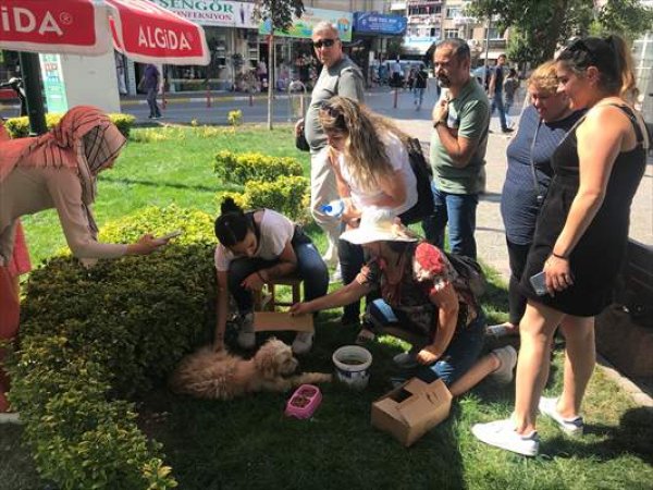 ad Doğum yapan köpeğe yardıma koştular