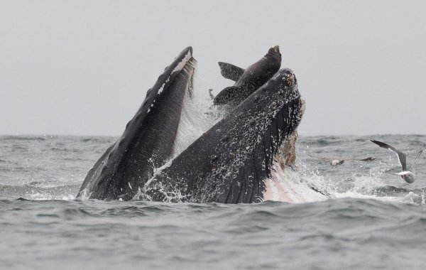Balinanın deniz aslanını yuttuğu an görüntülendi