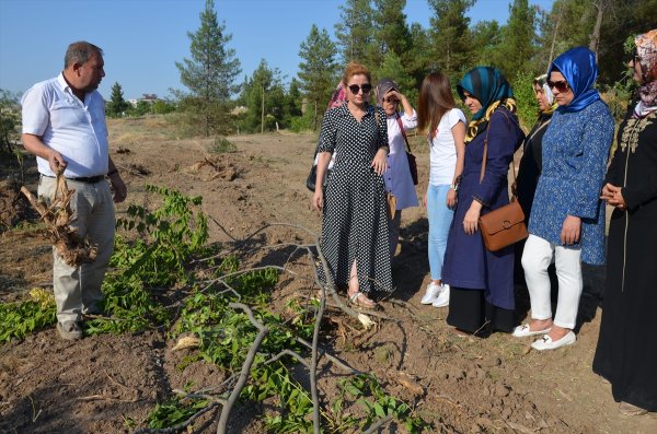HDP'li Batman Belediyesi 170 ağacı katletti