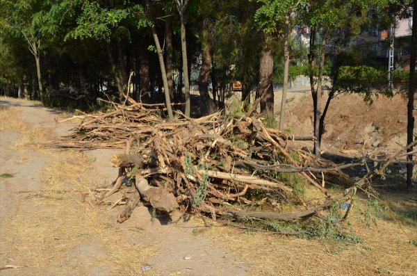 HDP'li Batman Belediyesi 170 ağacı katletti