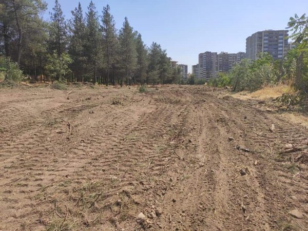 HDP'li Batman Belediyesi 170 ağacı katletti