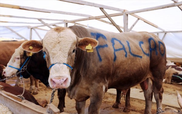 Hayvan pazarındaki 'Falcao' adlı boğa 16 bin TL'ye gitti