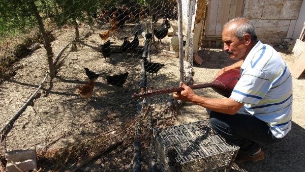 Verimin artmasını isteyen adam hayvanlarına saz çalıyor