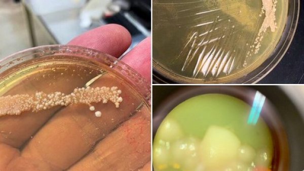 4500 yıllık maya ile ekmek pişirdi