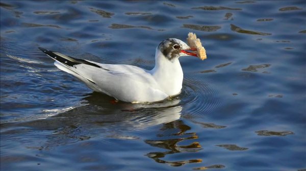 a Martılara sert bakış atınca kaçıyor