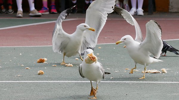 a Martılara sert bakış atınca kaçıyor