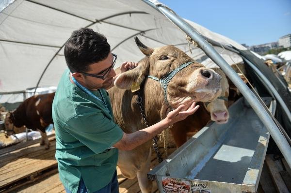 d Hayvan pazarında arife günü hareketliliği