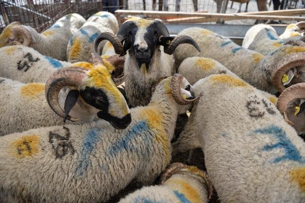 d Hayvan pazarında arife günü hareketliliği