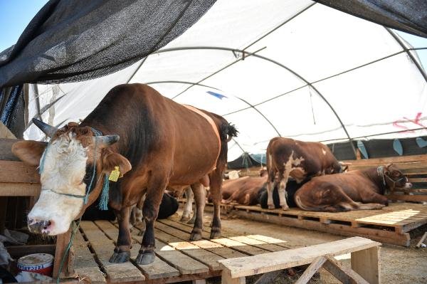 d Hayvan pazarında arife günü hareketliliği