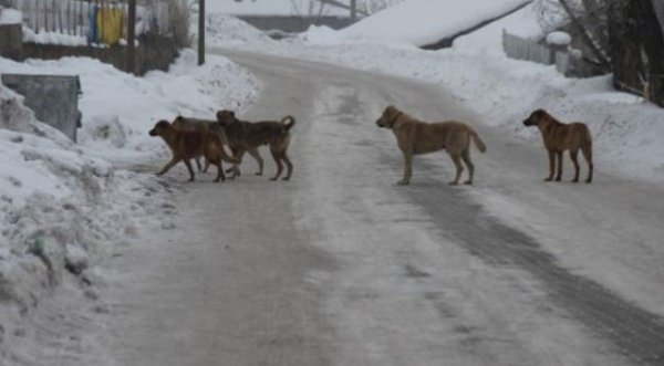 Hollanda başıboş köpeklerle mücadelede ilk sırada
