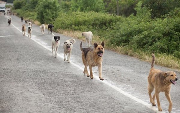 Hollanda başıboş köpeklerle mücadelede ilk sırada