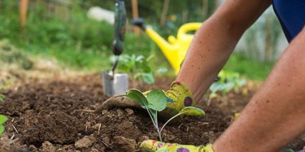 Hükümlüler 1 milyon ağaç dikti