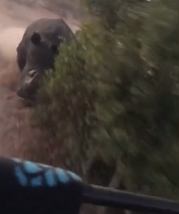 Safari aracını kovalayan öfkeli gergedan