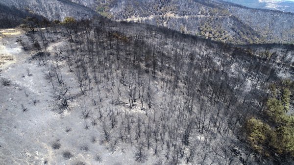 İzmir'deki orman yangınından sonra ortaya çıkan görüntü