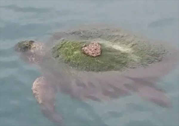 Yosun bağlamış caretta caretta kurtarıldı